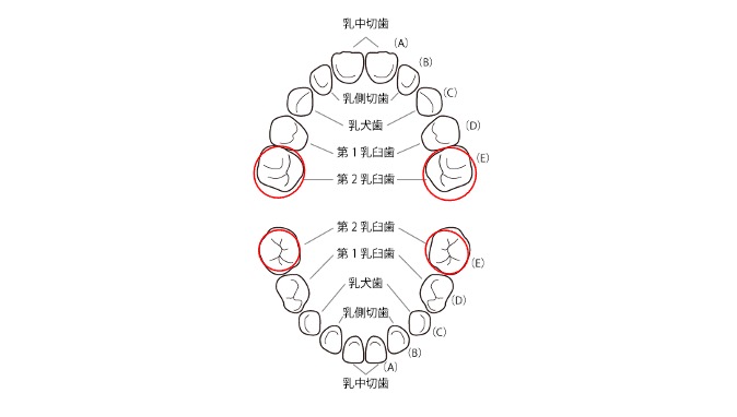 子どもが生まれてからの歯の成長スケジュールと検診のタイミング 歯科オンライン