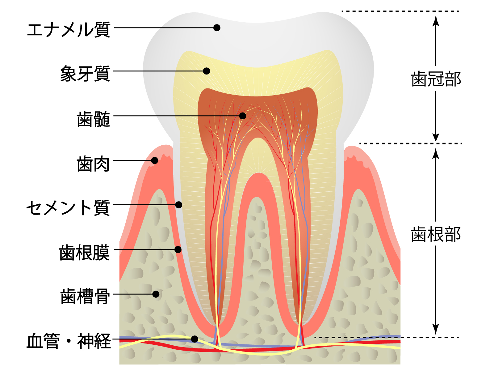 乳歯の虫歯の4つの特徴とは 見分け方や虫歯が成長に及ぼす悪影響 歯科オンライン
