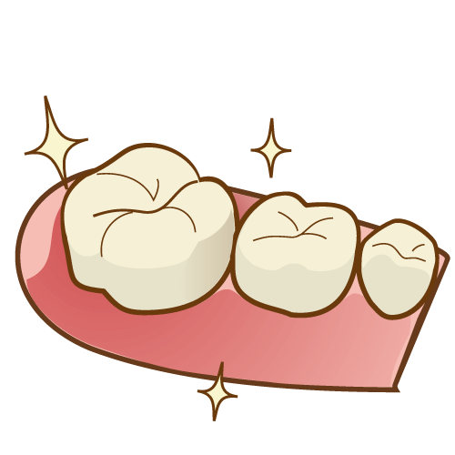 きれいな歯